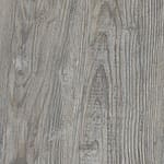 Сосна скания